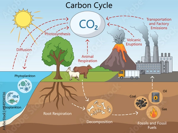 Fototapeta carbon cycle including photosynthesis, respiration, decomposition, fossil fuels, and emissions from volcanoes and industry diagram hand drawn schematic vector. Science educational illustration.