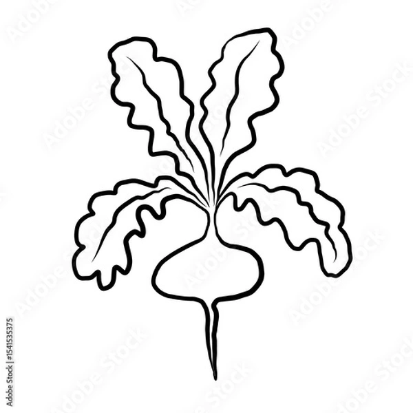 Obraz Radish ink sketch on isolated white background. Vector vegetable graphic, botanical line art. Organic radish with leaves, food, harvest. Design for label, logo, card, print paper, sign, wrapping