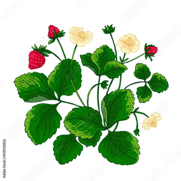 Obraz Strawberry berries vector color line. Summer flowers and berries. Harvest, farm products.