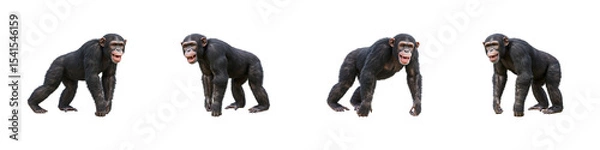 Obraz Chimpanzee Sequence: A series of four images showcasing a chimpanzee in various walking poses against a clean background.