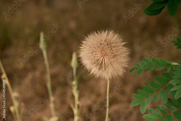 Fototapeta a huge dandelion in the field. A fluffy and transparent flower on a brown field. Photo 3
