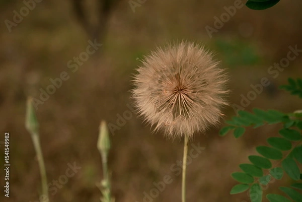 Fototapeta a huge dandelion in the field. A fluffy and transparent flower on a brown field. Photo 2