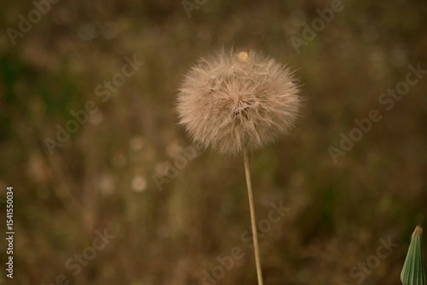 Fototapeta a huge dandelion in the field. A fluffy and transparent flower on a brown field. Photo 1