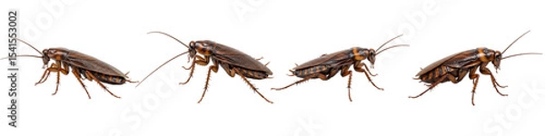 Fototapeta Four Cockroaches marching: Close-up captures a line of cockroaches walking isolated. Showcase of the common household pest in high-quality detail.