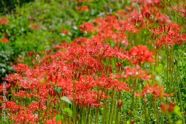 Fototapeta 鮮やかに咲き誇る彼岸花の群生