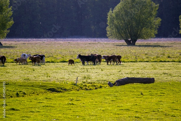 Fototapeta Stado krów na pastwisku łąka w pięknym oświetleniu słonecznym.