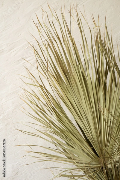Obraz Close up of dry palm leaves on a textured beige background. Natural botanical decor for tropical and minimalist design.