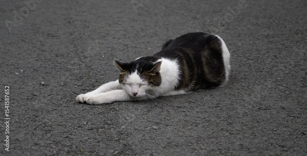 Fototapeta Stray cat on the road. Selected focus with depth of field.