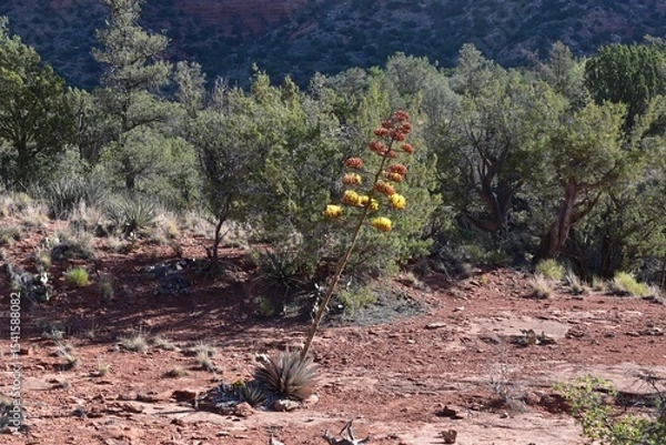 Obraz Desert Landscape with Blooming Agave