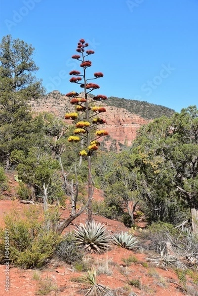 Obraz Agave Blooms in Sedona's Red Rocks