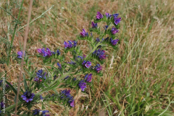 Fototapeta Echium vulgare Vipers Bugloss flower close up delicate