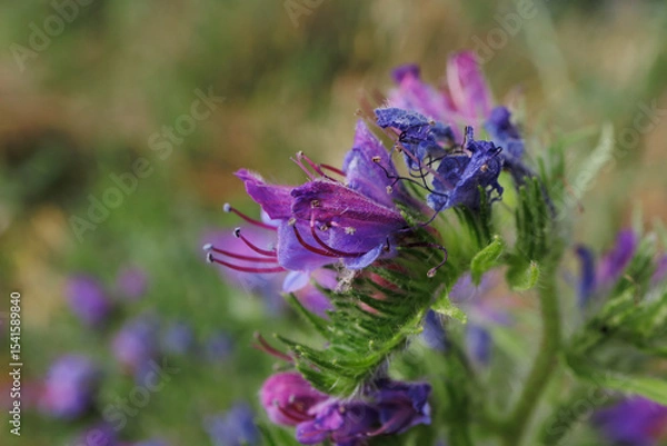Fototapeta Echium vulgare Vipers Bugloss flower close up delicate