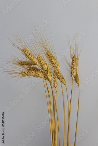 Obraz Wheat ears isolated on the white background. Some spikelets of wheat