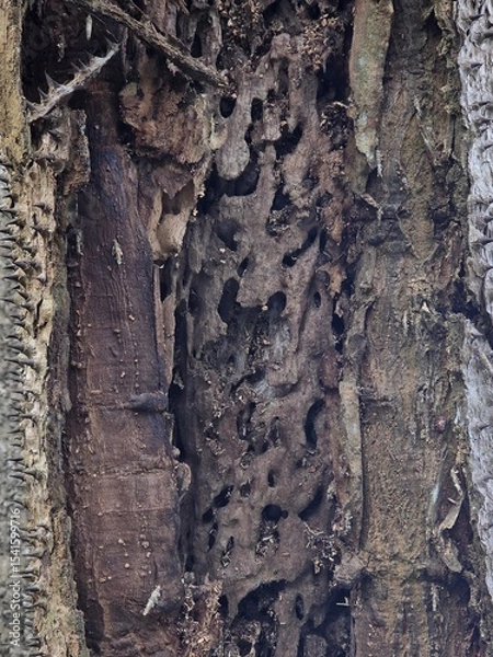Fototapeta peeling tree bark nature background texture