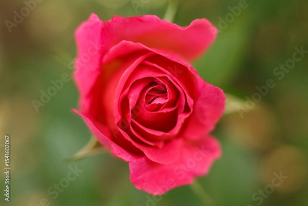 Fototapeta Pink rose in the garden, close-up, shallow depth of field