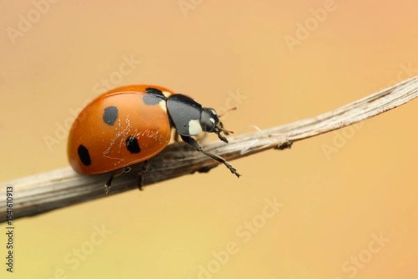 Fototapeta ladybug insect on a stick