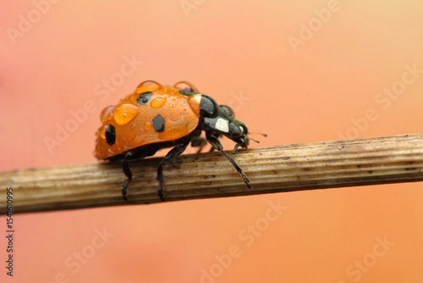 Fototapeta ladybug insect on a stick