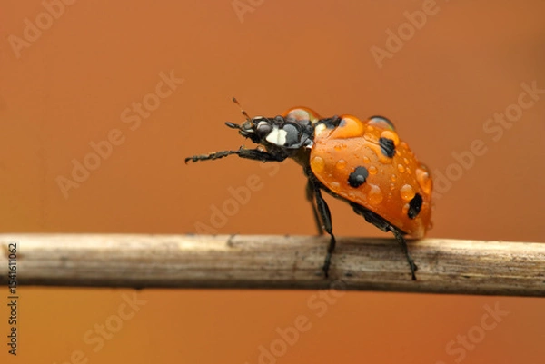 Fototapeta ladybug insect on a stick