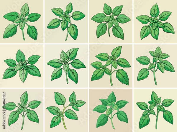 Fototapeta Basil leaves vector illustration isolated on white background.