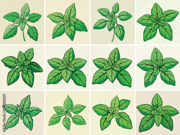 Fototapeta Basil leaves vector illustration isolated on white background.