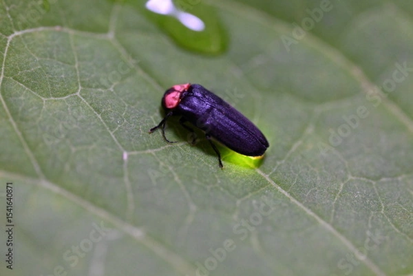 Fototapeta 蛍の光