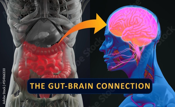 Fototapeta Gut-brain connection or gut brain axis. Concept art showing a connection from the gut to the brain. 3d illustration.