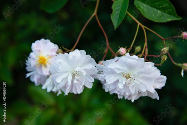 Obraz Reich blühende Ramblerrose