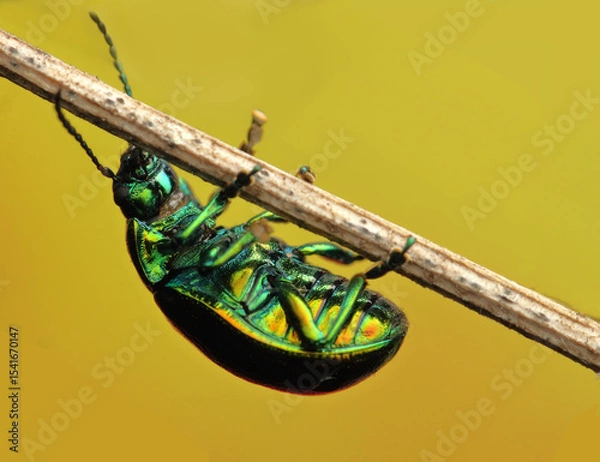 Fototapeta insect Chrysolina fastuosa from below