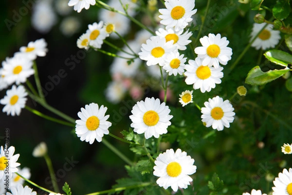 Fototapeta Bauerngarten - Mutterkraut mit weißen Blüten im Sommerlicht
