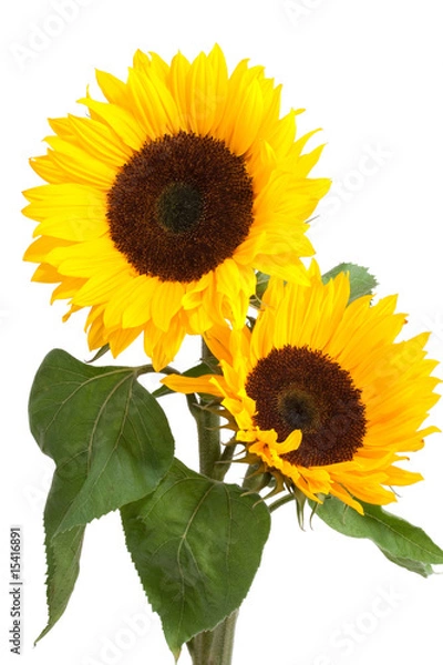 Obraz sunflowers