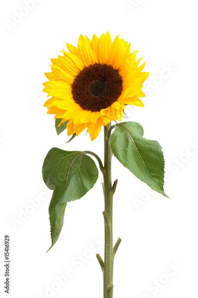 Obraz sunflower
