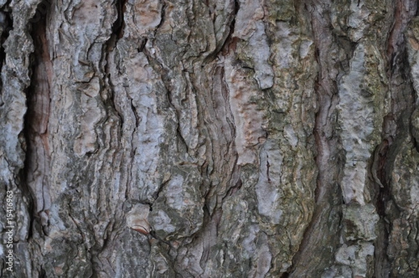 Fototapeta Corteccia