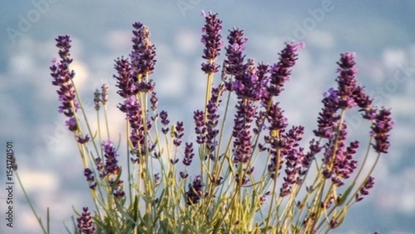 Fototapeta Closeup View Of Lavender Flowers In Bloom With Soft Blue Background And Natural Lighting