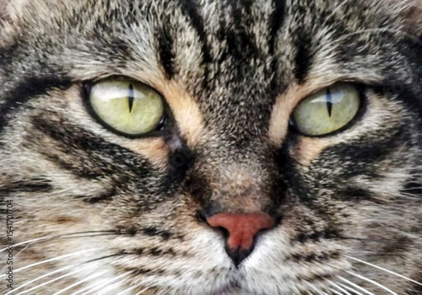 Fototapeta Extreme Closeup Of Cat Face Focusing On Green Eyes With Sharp Detail And Natural Light