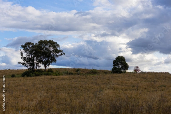 Fototapeta Tree in the field with cloudy sky.