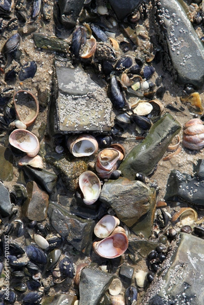Obraz coastal rocks with many shells, background