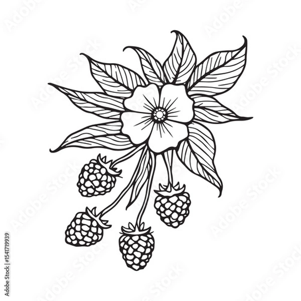 Fototapeta Raspberry and Flower Botanical Illustration
