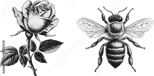 Fototapeta Detailed engraved bee and rose blossom design for nature and vector wildlife art projects