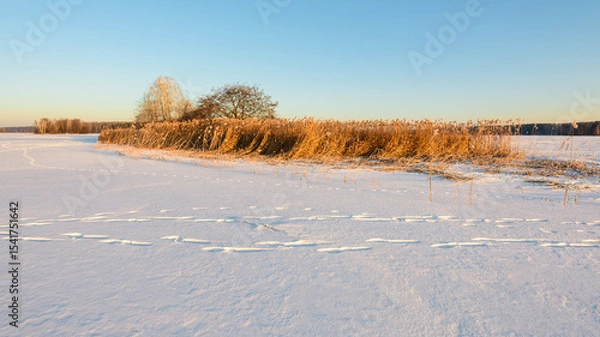 Fototapeta Snow-Covered Island on a Frozen Forest Lake. Wide-Angle Panorama.