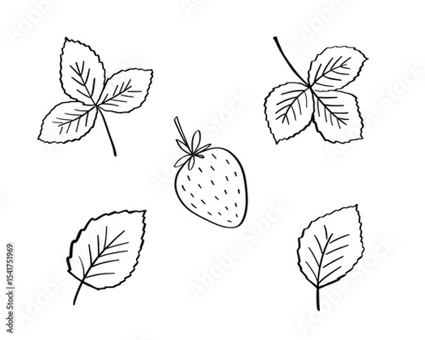 Fototapeta Strawberry vector doodle illustration, leaves and berry outline sketch, hand drawn icon of summer food