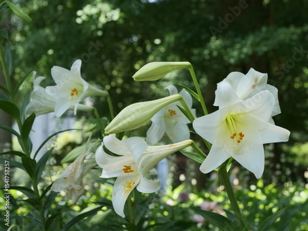 Fototapeta 公園の花壇で咲いているユリの花