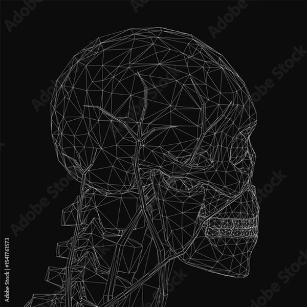 Fototapeta Wireframe human skull with detailed anatomical structure, showcasing bones and sutures in a clean digital rendering. The skeletal model highlights the cranium, jaw, and eye sockets for medical or.