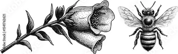 Fototapeta Detailed engraved bee and foxglove flower blossom design for nature and vector wildlife art projects