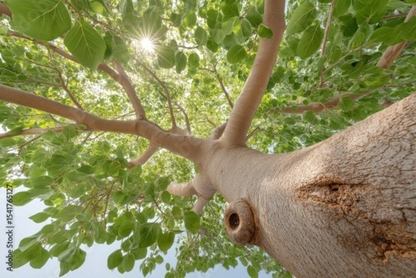 Obraz Low-angle View Showcasing a Large Leafy Tree Illuminated by Sunlight Against a Clear Sky