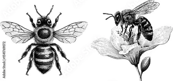 Fototapeta Detailed engraved bee perching on a blooming flower design for nature vector prints project