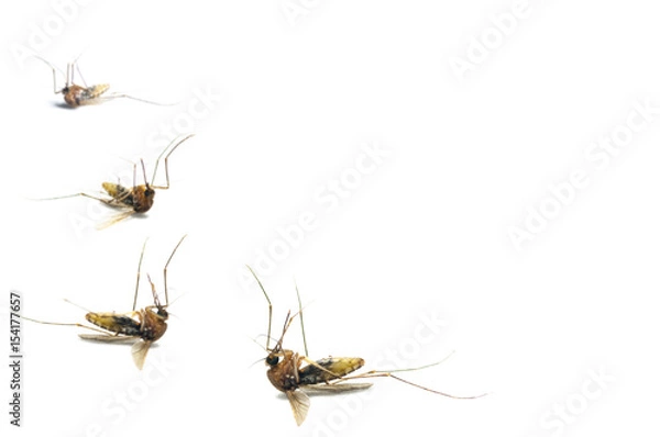 Obraz Dead mosquitoes on white background
