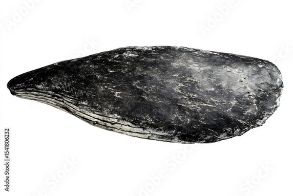 Obraz Isolated Gray Whale Skin Texture White Background