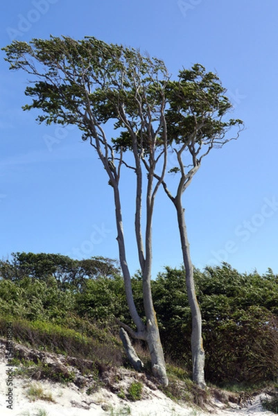 Obraz Buchen auf dem Darss