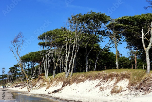 Obraz Strand auf dem Darss