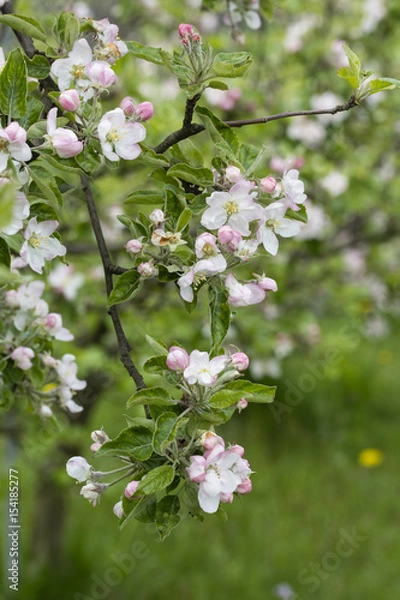 Fototapeta Flower of an apple tree on a branch.